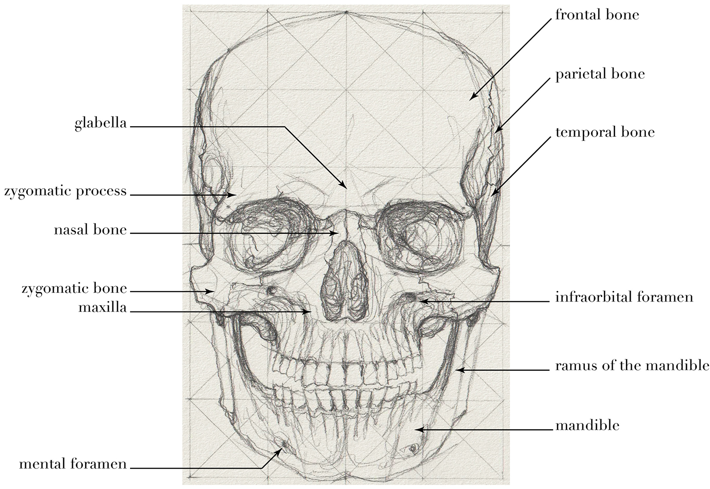 Skull Front Guide