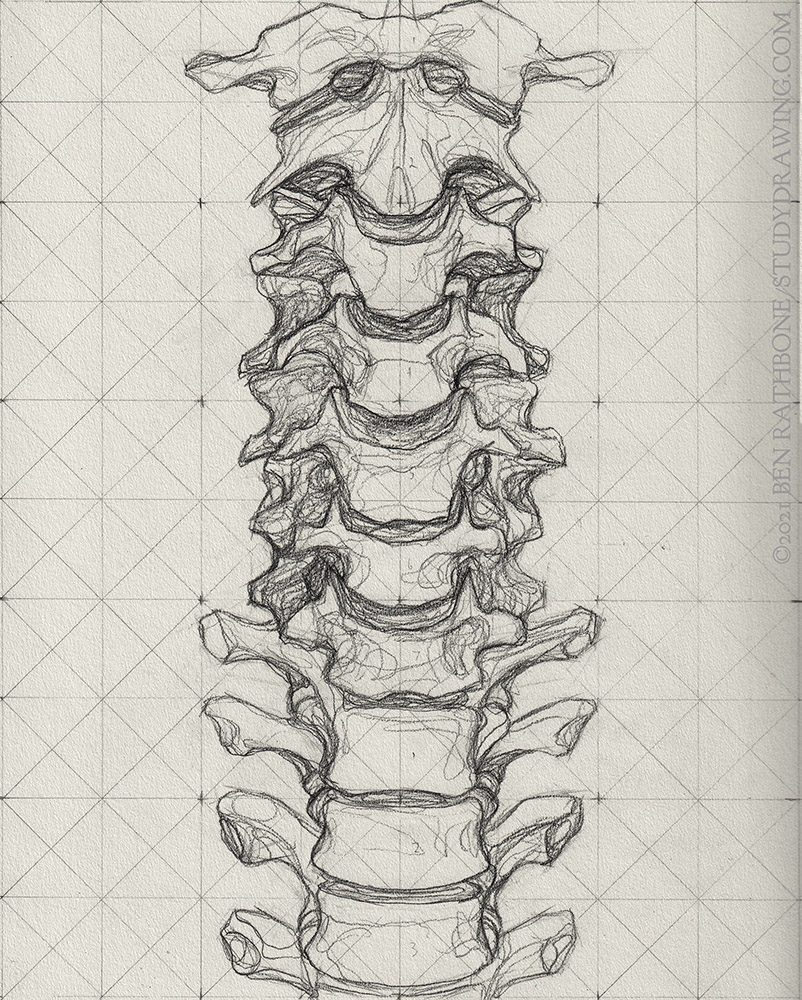 Spine Isolated On A White Backgrounds Stock Illustration  Download Image  Now  Human Spine Illustration Drawing  Art Product  iStock