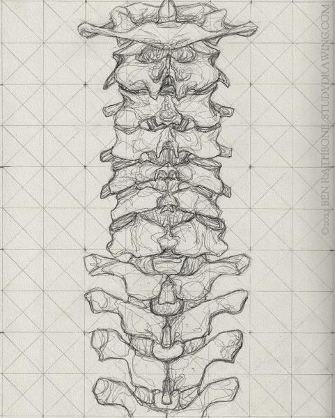 A schematic for drawing the back of the human spine. 