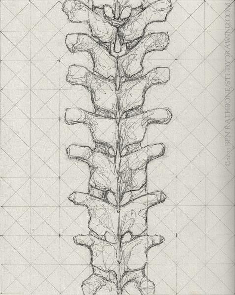 A schematic for drawing the back of the human spine. 
