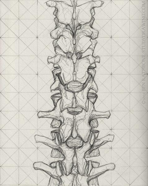 A schematic for drawing the back of the human spine. 