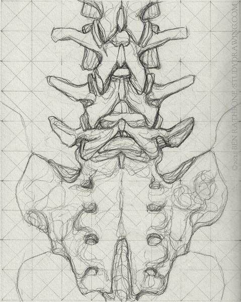 A schematic for drawing the back of the human spine. 