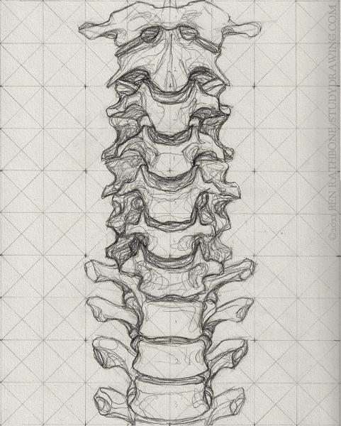 Drawing of the front of the human spine.