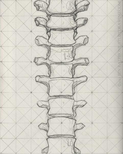Drawing of the front of the human spine.