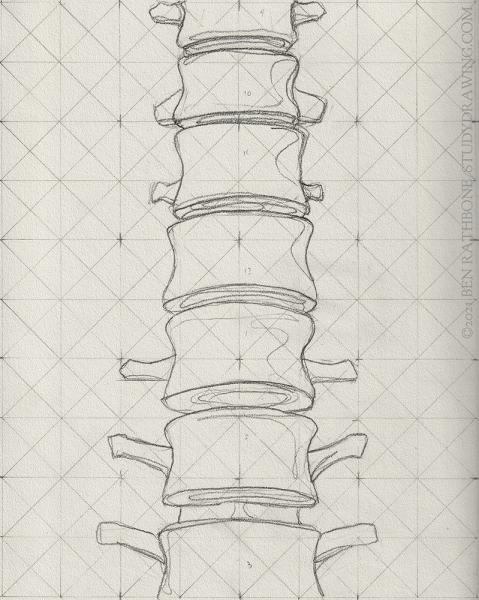 A schematic for drawing the front of the human spine. 