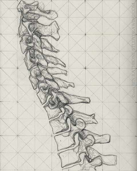 A schematic for drawing the side of the human spine. 