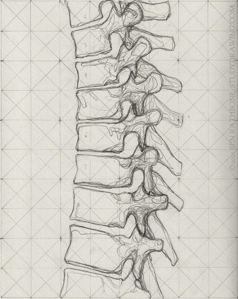 A schematic for drawing the side of the human spine. 