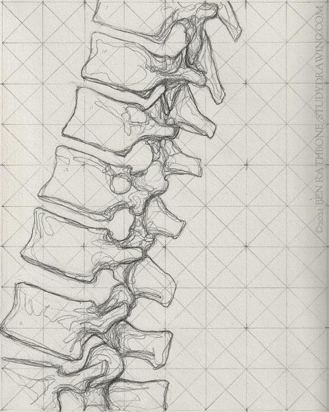 A schematic for drawing the side of the human spine. 