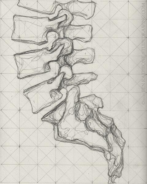 A schematic for drawing the side of the human spine. 