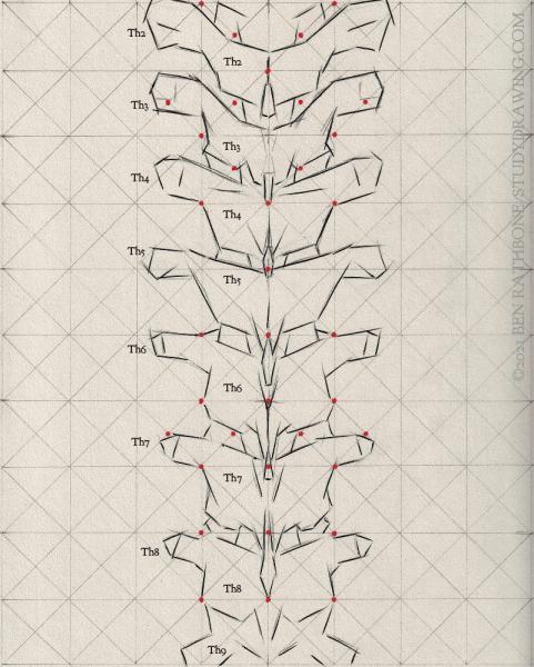 A schematic for drawing the back of the human spine. 