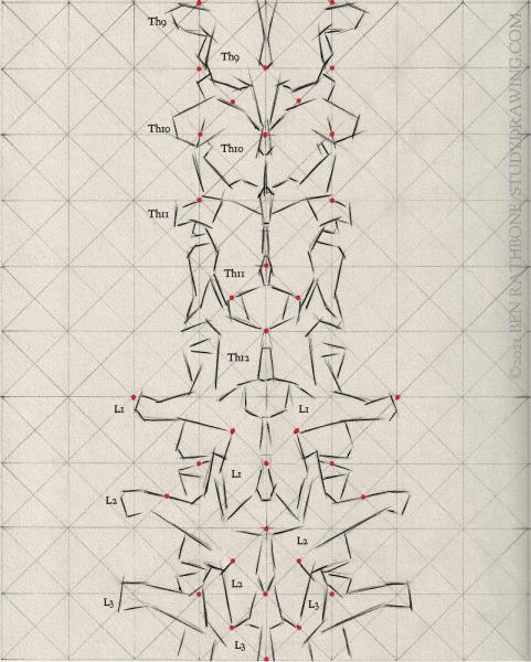 A schematic for drawing the back of the human spine. 