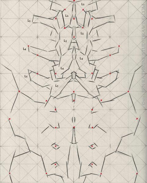 A schematic for drawing the back of the human spine. 