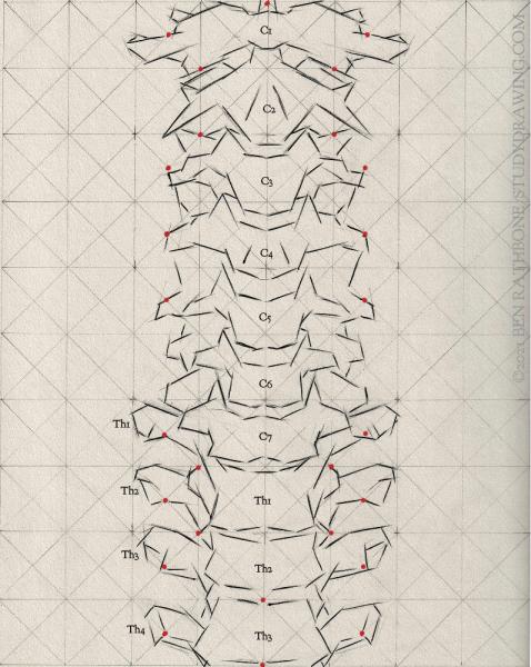 A schematic for drawing the front of the human spine. 