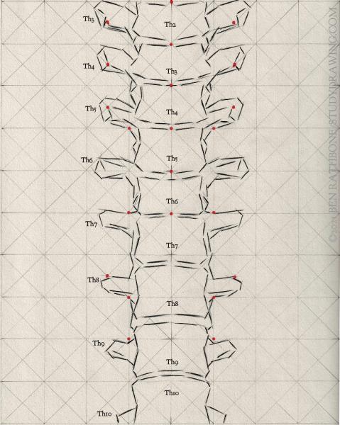 A schematic for drawing the front of the human spine. 