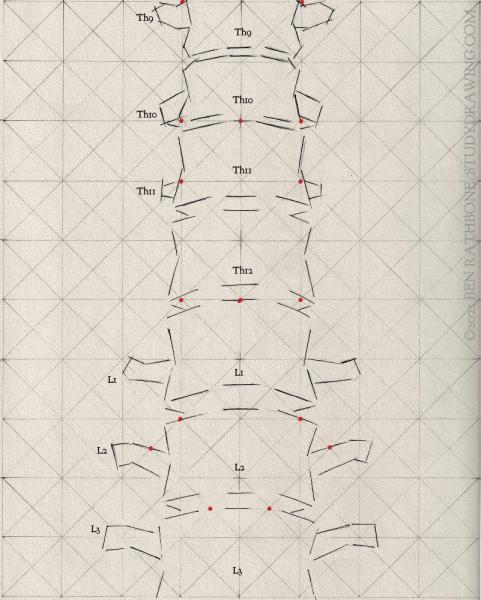 A schematic for drawing the front of the human spine. 