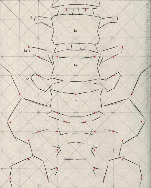 A schematic for drawing the front of the human spine. 