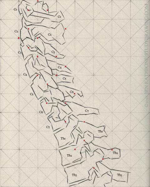 A schematic for drawing the side of the human spine. 