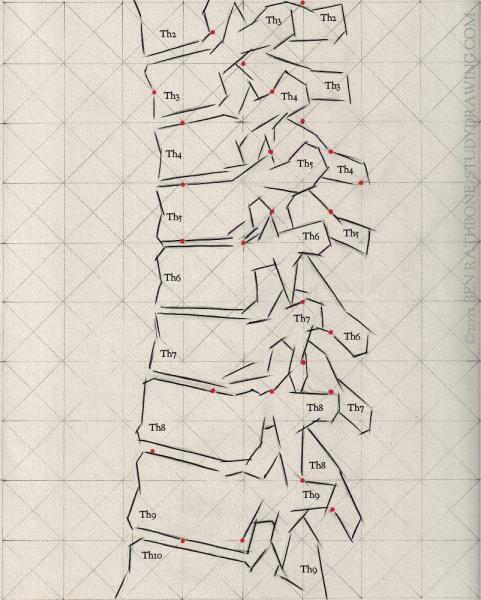 A schematic for drawing the side of the human spine. 