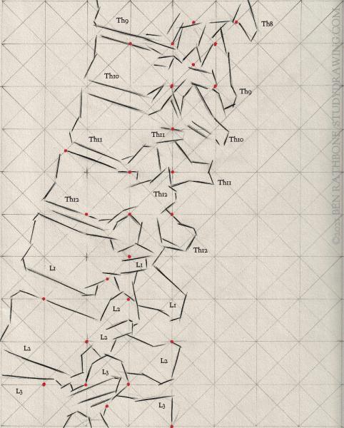 A schematic for drawing the side of the human spine. 