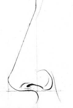 A diagram showing how to draw a human nose.
