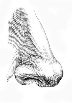 A diagram showing how to draw a human nose.