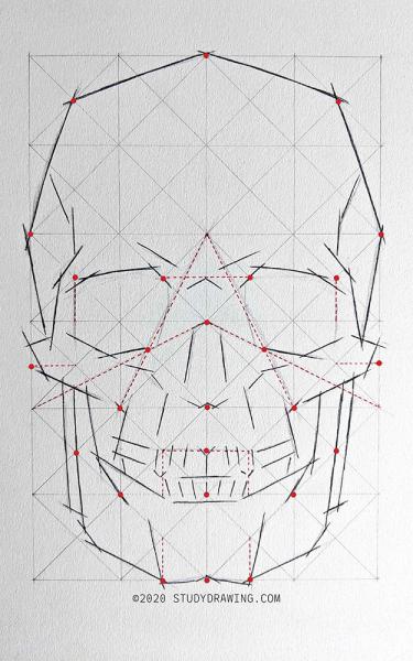 A diagram of a how to draw a human skull