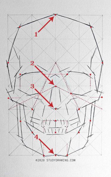 A diagram for drawing a human skull showing several steps. 