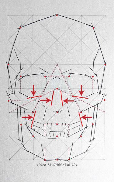 A diagram for drawing a human skull showing several steps. 