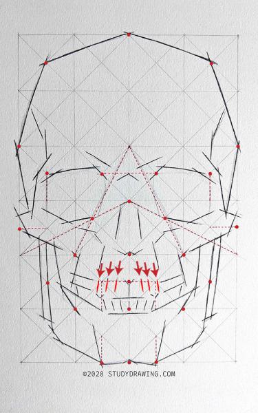 A diagram for drawing a human skull showing several steps. 