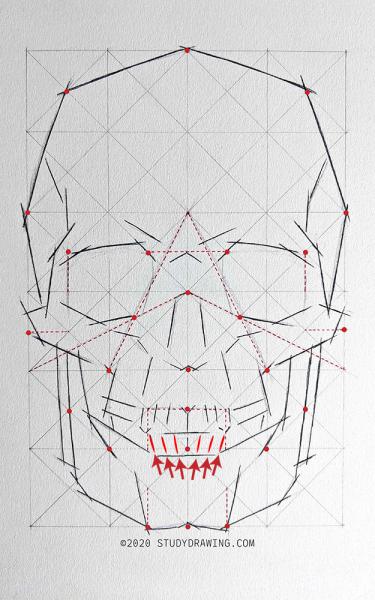 A diagram for drawing a human skull showing several steps. 