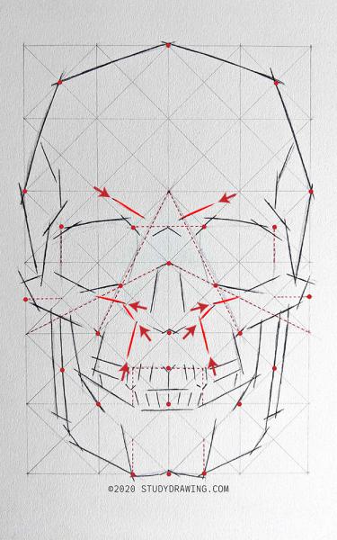 A diagram for drawing a human skull showing several steps. 