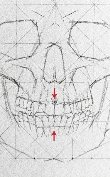 A diagram for drawing a human skull showing several steps. 