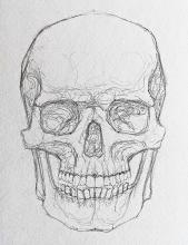 A drawing of a skull. 